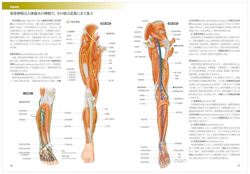 改訂　5版　人体の正常構造と機能 カラー図解 人体の正常構造と機能 【全10巻縮刷版】 改訂第5版